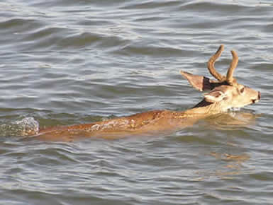 Deer swimming