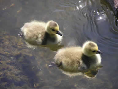 Goslings