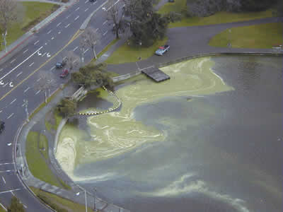 Duck Weed