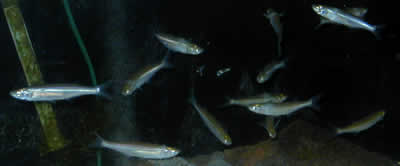 Smelt